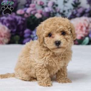 Della, Bich-Poo Puppy
